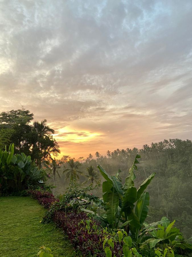 Sunrise over the jungle